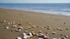 Wide shot of various natural seashells scattered along a brown sand beach with the blue ocean waves gently rolling in the background, a core inspiration for 7th of April’s coastal jewelry and tropical swimwear.